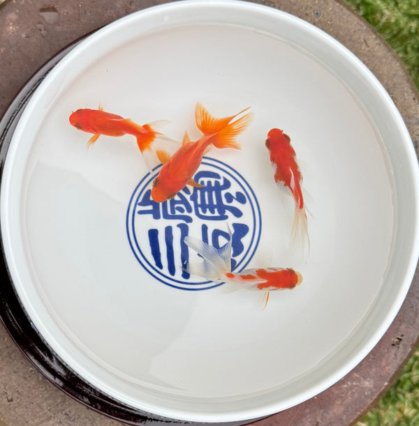 Assorted Fantail Goldfish 5cm