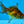 Load image into Gallery viewer, Assorted Fantail Goldfish 5cm
