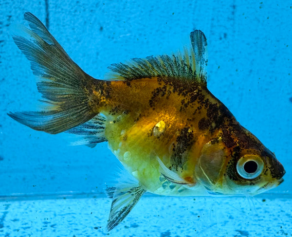 Assorted Fantail Goldfish 5cm