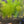 Load image into Gallery viewer, Milfoil spp
