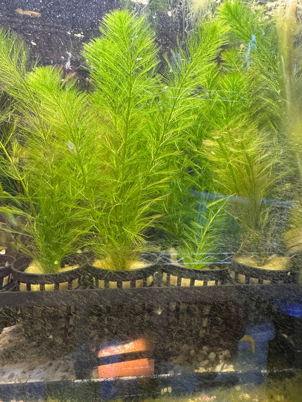 Milfoil spp