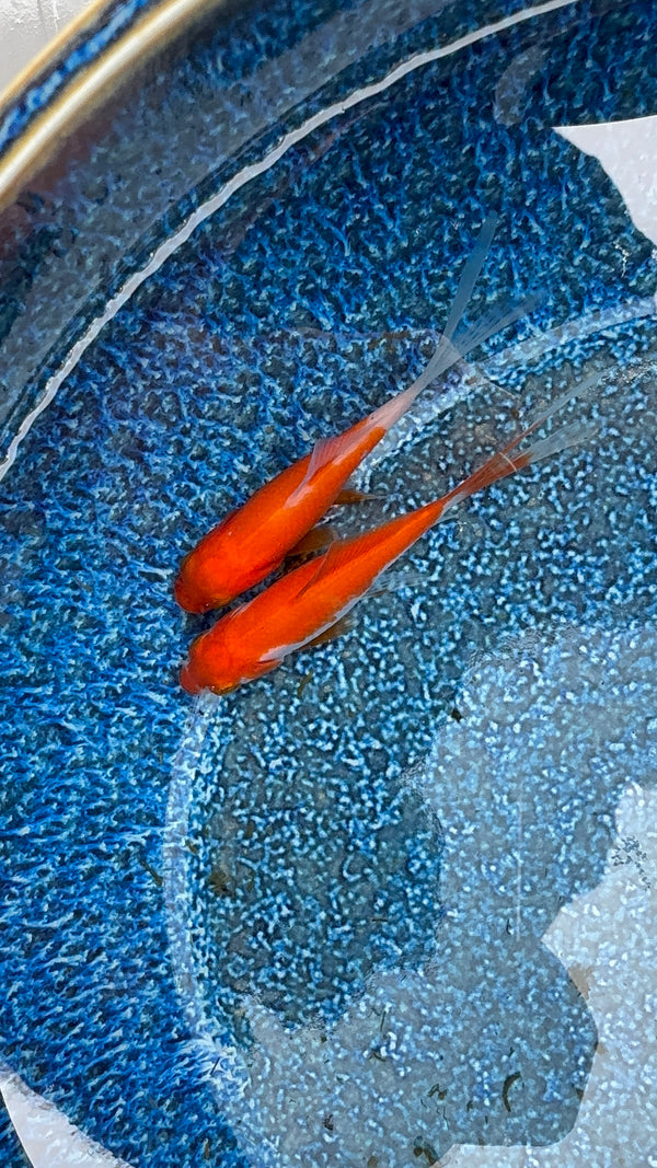 Assorted Comet Goldfish 5cm
