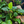 Load image into Gallery viewer, Anubias Barteri (10–20cm)
