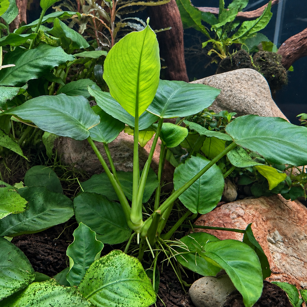 Anubias Barteri (10–20cm)