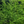 Load image into Gallery viewer, Guppy Grass (Najas guadalupensis)
