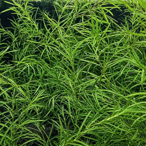 Guppy Grass (Najas guadalupensis)