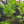 Load image into Gallery viewer, Hygrophilla Compacta
