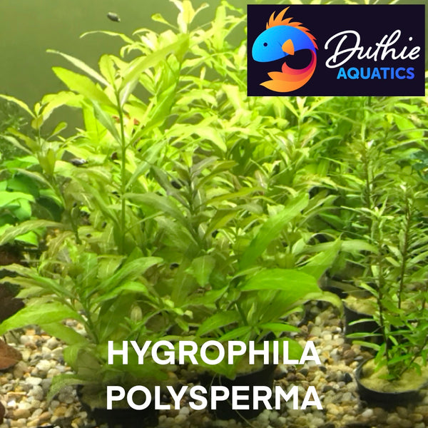 Hygrophila polysperma (sunset)