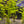 Load image into Gallery viewer, Lace Fern (Water Sprite)
