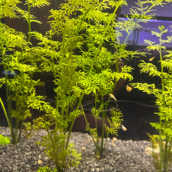 Lace Fern (Water Sprite)