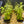 Load image into Gallery viewer, Complete Plant Bundle – (6 Plants)
