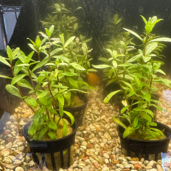 Complete Plant Bundle – (6 Plants)