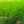 Load image into Gallery viewer, Guppy Grass (Najas guadalupensis)
