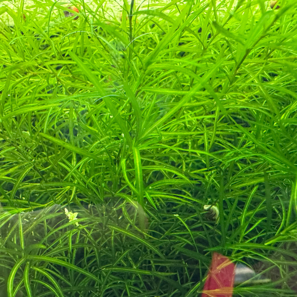 Guppy Grass (Najas guadalupensis)