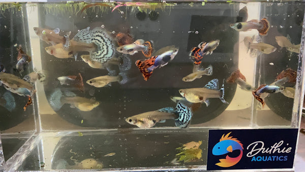 Assorted Male Fancy Guppies – Local Pickup / Delivery Only (Gold Coast)