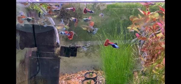 Assorted Male Fancy Guppies – Local Pickup / Delivery Only (Gold Coast)