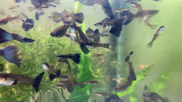 Assorted Male Fancy Guppies – Local Pickup / Delivery Only (Gold Coast)