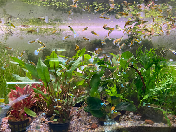 Assorted Male Fancy Guppies – Local Pickup / Delivery Only (Gold Coast)