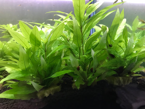 Complete Plant Bundle – (6 Plants)