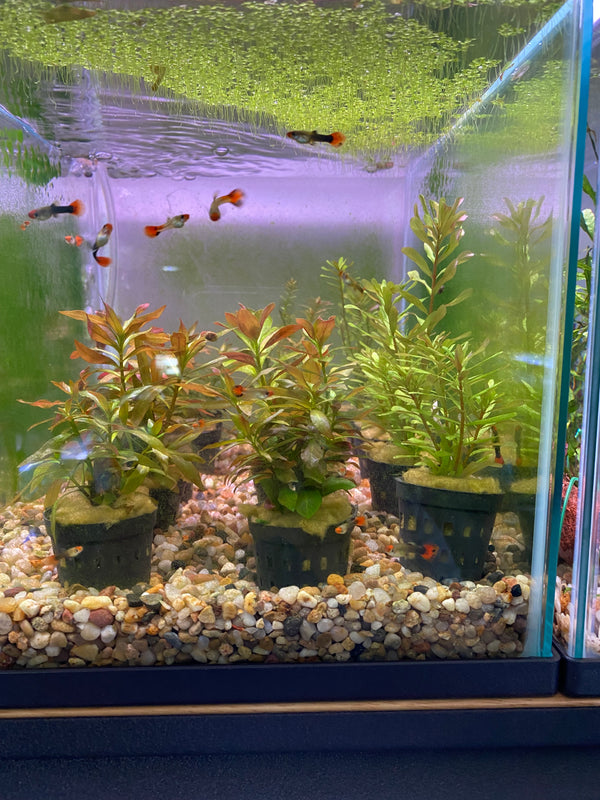 Complete Plant Bundle – (6 Plants)