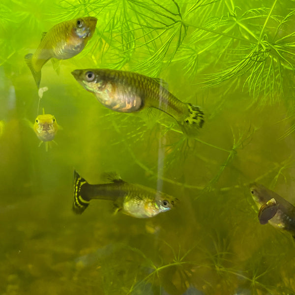 Assorted Female Guppies