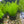 Load image into Gallery viewer, Complete Plant Bundle – (6 Plants)
