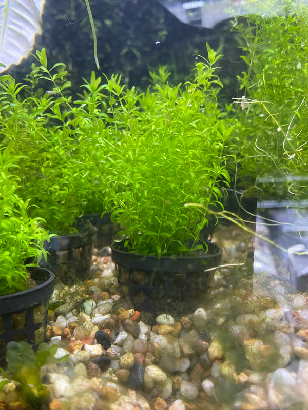 Complete Plant Bundle – (6 Plants)