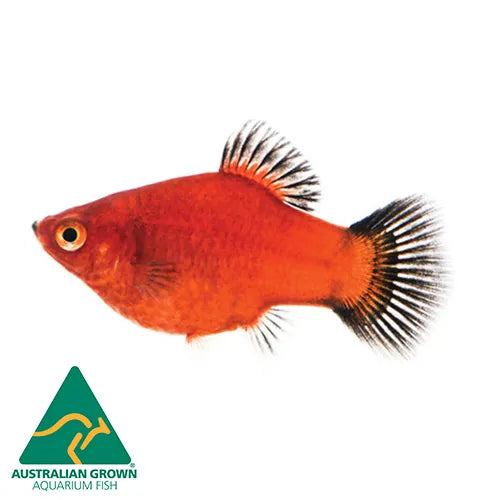Assorted Platy