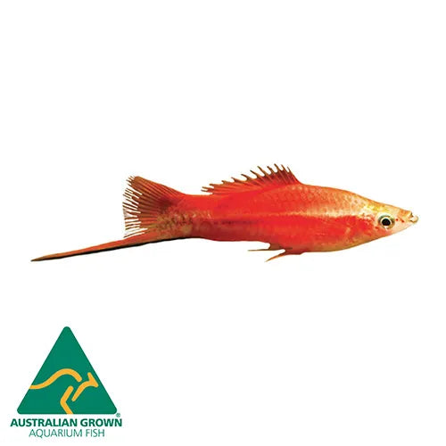 Assorted Swordtails