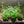 Load image into Gallery viewer, Complete Plant Bundle – (6 Plants)
