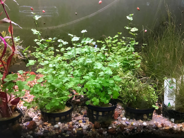 Complete Plant Bundle – (6 Plants)