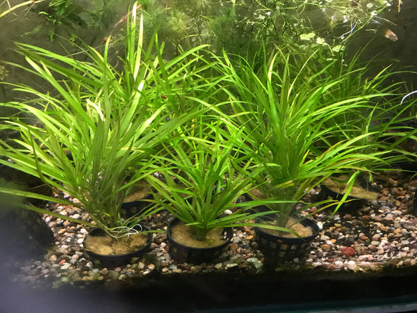 Complete Plant Bundle – (6 Plants)