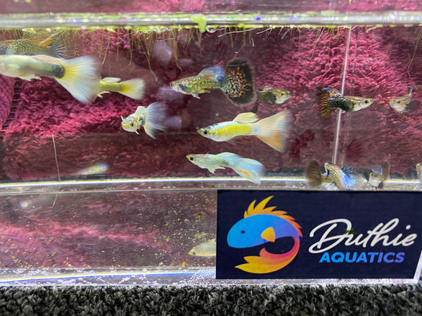 Assorted Male Fancy Guppies – Local Pickup / Delivery Only (Gold Coast)