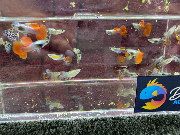 Assorted Male Fancy Guppies – Local Pickup / Delivery Only (Gold Coast)