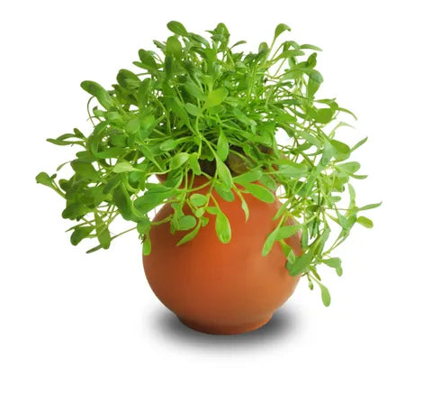 Glossostigma Vase Urn 5cm Snail Free