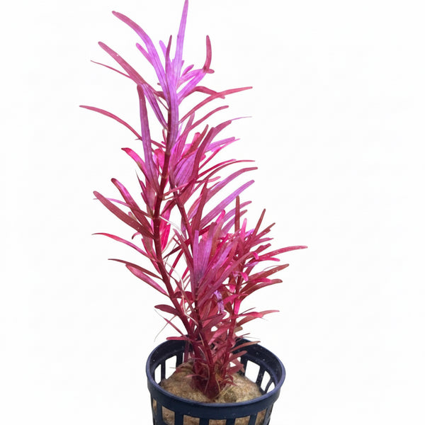 Rotala Blood Red