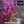 Load image into Gallery viewer, Complete Plant Bundle – (6 Plants)
