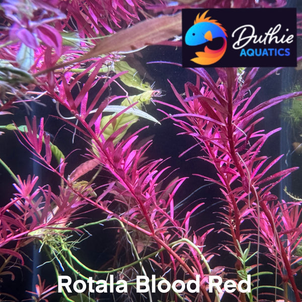 Rotala Blood Red