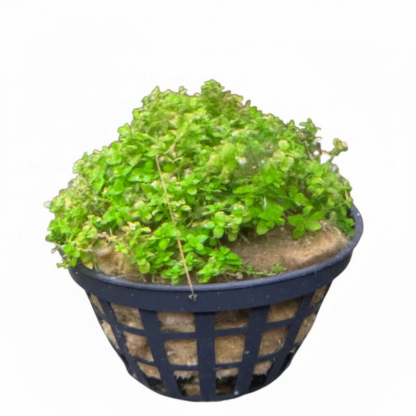 HC Cuba (Hemianthus callitrichoides)