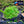 Load image into Gallery viewer, HC Cuba (Hemianthus callitrichoides)
