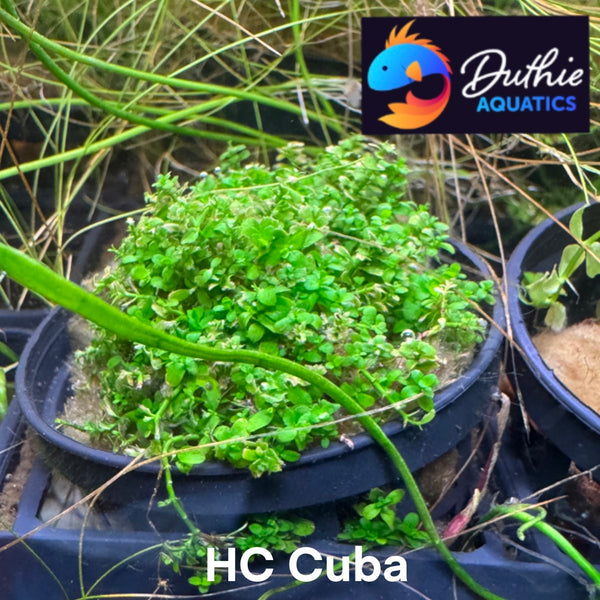 HC Cuba (Hemianthus callitrichoides)