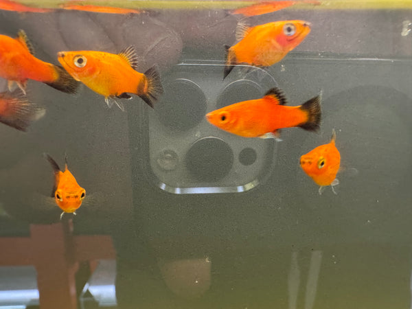 Assorted Platy