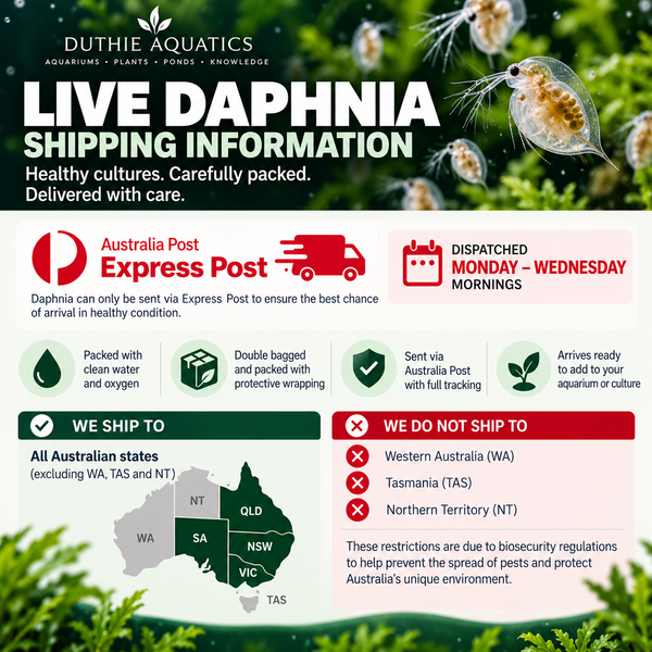 Live Daphnia Culture (Moina)