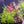 Load image into Gallery viewer, Complete Plant Bundle – (6 Plants)
