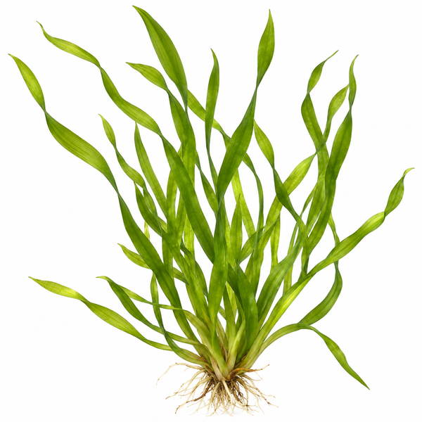 Twisted Vallisneria ‘Contortionist’ – Live Aquarium Plant