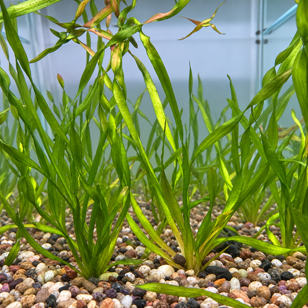 Twisted Vallisneria ‘Contortionist’ – Live Aquarium Plant