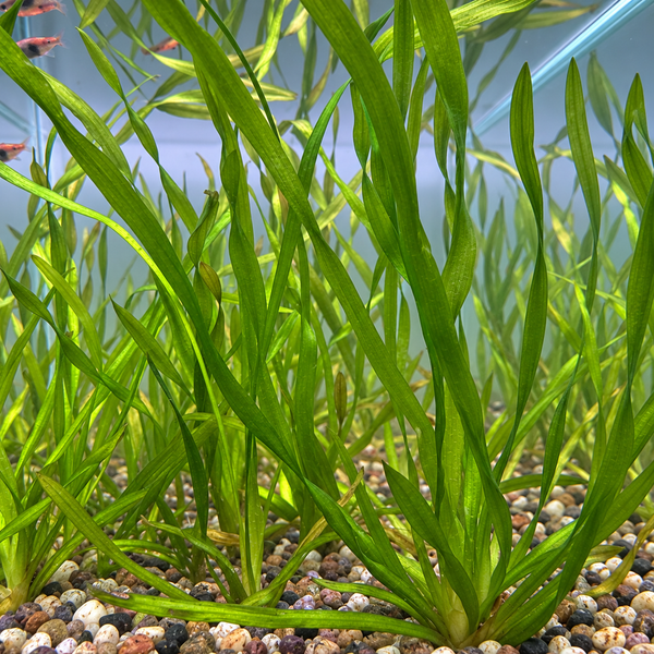 Twisted Vallisneria ‘Contortionist’ – Live Aquarium Plant