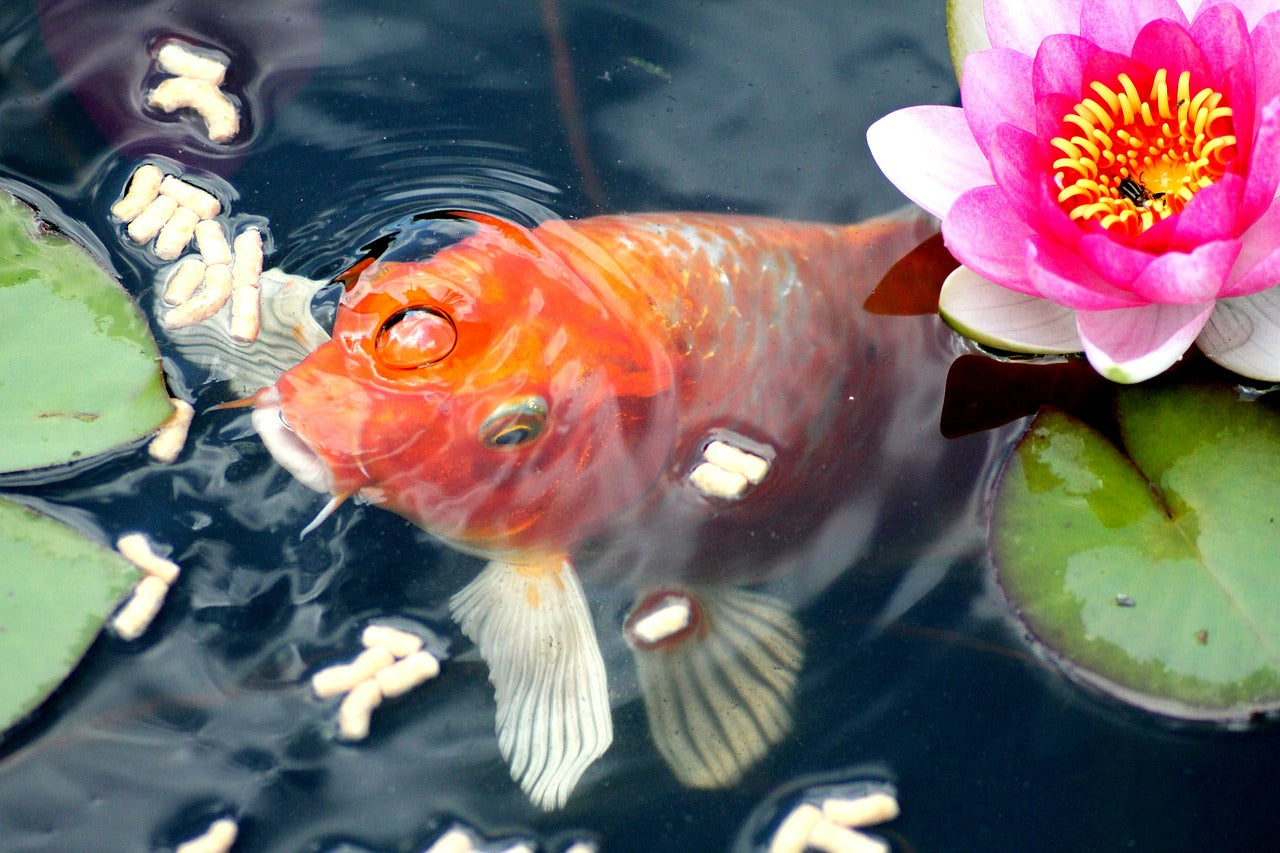 Fish Foud Fish Food | Duthie Aquatics