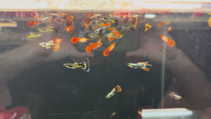Assorted Males