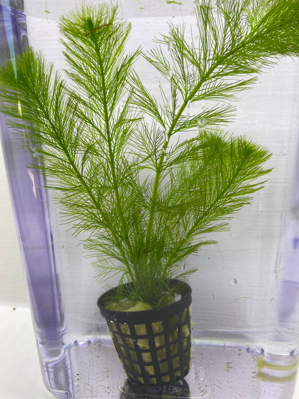 Milfoil spp